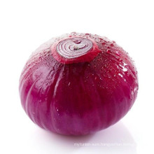 2017 new season fresh onion 50 mm size chinese onion